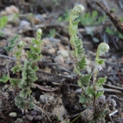 Cheilanthes distans (Bristly Cloak Fern) at Conder, ACT - 28 Nov 2017 by michaelb