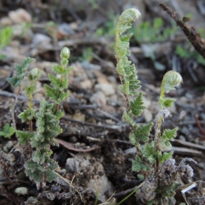 Cheilanthes distans (Bristly Cloak Fern) at Conder, ACT - 28 Nov 2017 by MichaelBedingfield