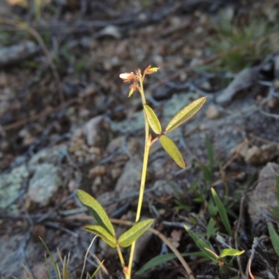 Grona varians (Slender Tick-Trefoil) at Conder, ACT - 28 Nov 2017 by MichaelBedingfield