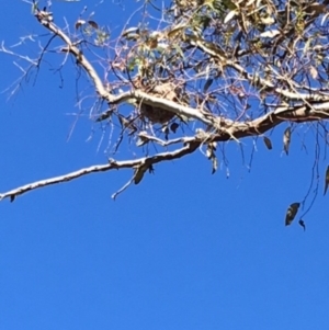 Philemon corniculatus at Hughes, ACT - 10 Dec 2017