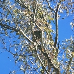 Philemon corniculatus at Hughes, ACT - 10 Dec 2017 04:56 PM