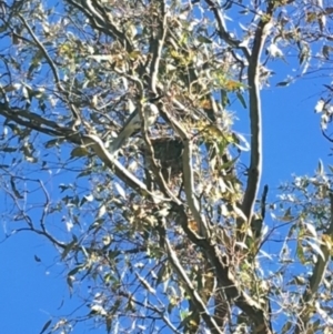 Philemon corniculatus at Hughes, ACT - 10 Dec 2017 04:56 PM