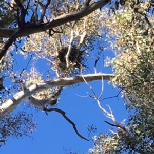 Corvus coronoides at Deakin, ACT - 10 Dec 2017 05:20 PM