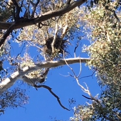 Corvus coronoides (Australian Raven) at Deakin, ACT - 10 Dec 2017 by KL