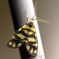 Asura lydia (Lydia Lichen Moth) at O'Connor, ACT - 9 Dec 2017 by ibaird