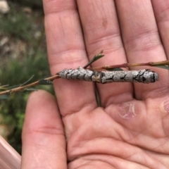 Gastrophora henricaria at Michelago, NSW - 6 Dec 2017