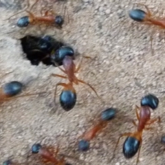 Camponotus consobrinus (Banded sugar ant) at Barragga Bay, NSW - 10 Dec 2017 by narelle