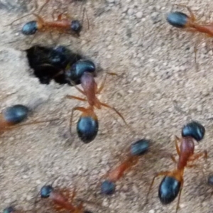 Camponotus consobrinus at Barragga Bay, NSW - 10 Dec 2017