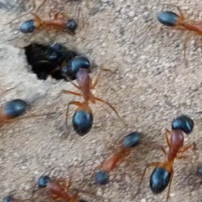 Camponotus consobrinus (Banded sugar ant) at Barragga Bay, NSW - 9 Dec 2017 by narelle