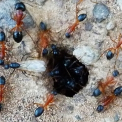 Camponotus consobrinus at Barragga Bay, NSW - 10 Dec 2017 09:38 AM