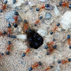 Camponotus consobrinus at Barragga Bay, NSW - 10 Dec 2017