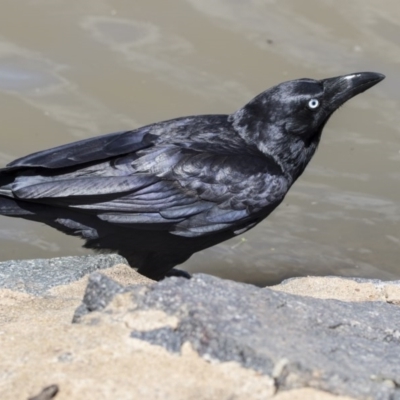 Corvus coronoides (Australian Raven) at Jerrabomberra Wetlands - 6 Dec 2017 by Alison Milton