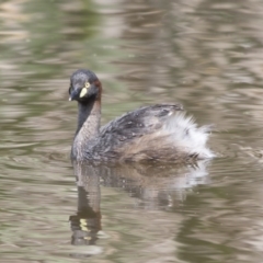 Tachybaptus novaehollandiae (Australasian Grebe) at Fyshwick, ACT - 7 Dec 2017 by AlisonMilton