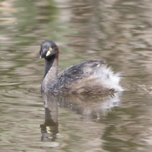 Tachybaptus novaehollandiae at Fyshwick, ACT - 7 Dec 2017