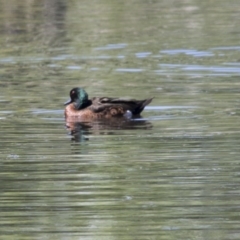 Anas castanea (Chestnut Teal) at Fyshwick, ACT - 6 Dec 2017 by AlisonMilton