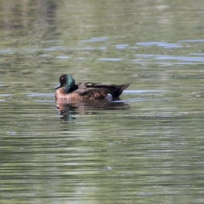 Anas castanea (Chestnut Teal) at Fyshwick, ACT - 7 Dec 2017 by AlisonMilton