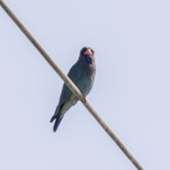 Eurystomus orientalis (Dollarbird) at Kingston, ACT - 6 Dec 2017 by Alison Milton