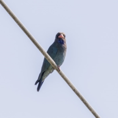 Eurystomus orientalis (Dollarbird) at Jerrabomberra Wetlands - 6 Dec 2017 by Alison Milton