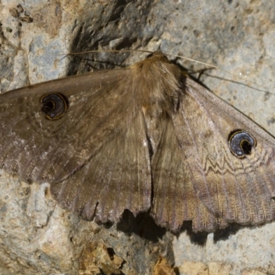 Dasypodia selenophora (Southern old lady moth) at Michelago, NSW - 3 Dec 2017 by Illilanga