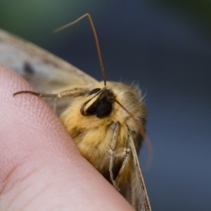 Dasypodia selenophora at Michelago, NSW - 3 Dec 2017