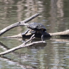 Chelodina longicollis (Eastern Long-necked Turtle) at Fyshwick, ACT - 7 Dec 2017 by AlisonMilton