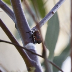 Eurymelops rubrovittata (Red-lined Leaf Hopper) at Michelago, NSW - 9 Dec 2017 by Illilanga