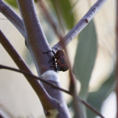 Eurymelops rubrovittata (Red-lined Leaf Hopper) at Michelago, NSW - 9 Dec 2017 by Illilanga