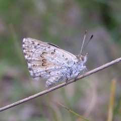 Lucia limbaria (Chequered Copper) at Mount Taylor - 7 Dec 2017 by MatthewFrawley