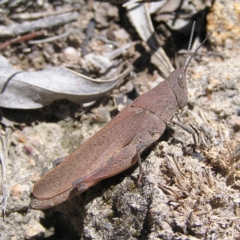 Goniaea sp. (genus) (A gumleaf grasshopper) at Chifley, ACT - 7 Dec 2017 by MatthewFrawley