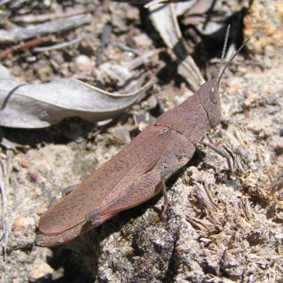 Goniaea sp. (genus) (A gumleaf grasshopper) at Mount Taylor - 7 Dec 2017 by MatthewFrawley