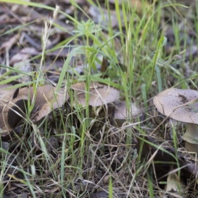 Agaricus sp. (Agaricus) at Jerrabomberra Wetlands - 6 Dec 2017 by Alison Milton