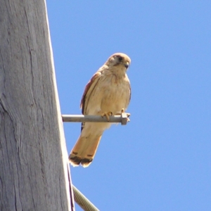 Falco cenchroides at Mount Taylor - 7 Dec 2017