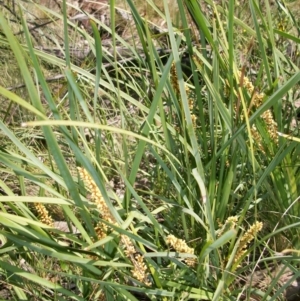 Lomandra longifolia at Booth, ACT - 10 Dec 2017 12:46 PM