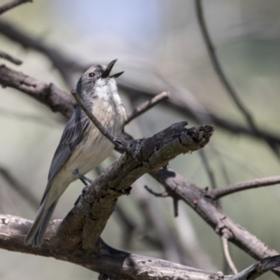 Pachycephala rufiventris (Rufous Whistler) at Jerrabomberra Wetlands - 6 Dec 2017 by Alison Milton