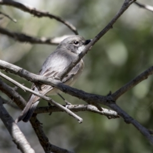 Pachycephala rufiventris at Fyshwick, ACT - 7 Dec 2017