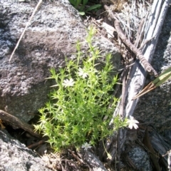 Stellaria pungens (Prickly Starwort) at Booth, ACT - 10 Dec 2017 by jeremyahagan