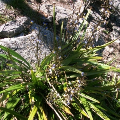 Dianella tasmanica (Tasman Flax Lily) at Booth, ACT - 10 Dec 2017 by jeremyahagan