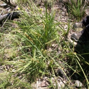 Lomandra longifolia at Booth, ACT - 10 Dec 2017