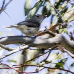 Pachycephala rufiventris (Rufous Whistler) at Fyshwick, ACT - 6 Dec 2017 by Alison Milton