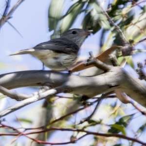 Pachycephala rufiventris at Fyshwick, ACT - 7 Dec 2017