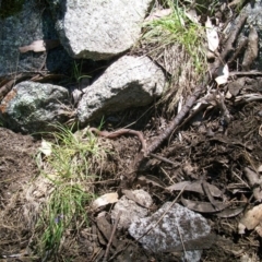 Drysdalia coronoides (White-lipped Snake) at Namadgi National Park - 10 Dec 2017 by jeremyahagan