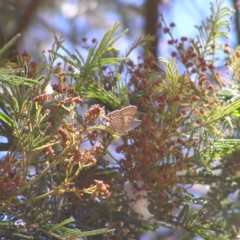 Jalmenus ictinus (Stencilled Hairstreak) at Chifley, ACT - 10 Dec 2017 by MatthewFrawley