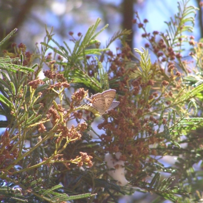 Jalmenus ictinus (Stencilled Hairstreak) at Chifley, ACT - 10 Dec 2017 by MatthewFrawley