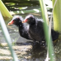 Gallinula tenebrosa (Dusky Moorhen) at Lake Burley Griffin Central/East - 7 Dec 2017 by AlisonMilton