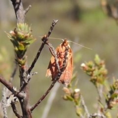 Tortricinae (subfamily) (A tortrix moth) at Rob Roy Range - 28 Nov 2017 by michaelb