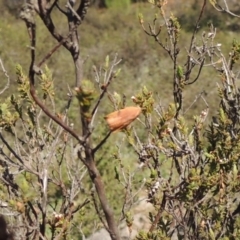 Tortricinae (subfamily) at Conder, ACT - 28 Nov 2017