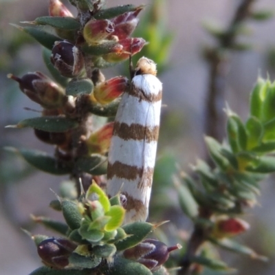 Eulechria contentella (A concealer moth) at Rob Roy Range - 28 Nov 2017 by michaelb