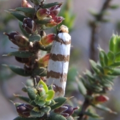 Eulechria contentella (A concealer moth) at Rob Roy Range - 28 Nov 2017 by michaelb