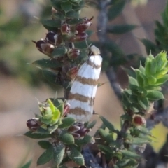 Eulechria contentella at Conder, ACT - 28 Nov 2017 06:03 PM