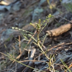 Indigofera adesmiifolia (Tick Indigo) at Rob Roy Range - 28 Nov 2017 by michaelb